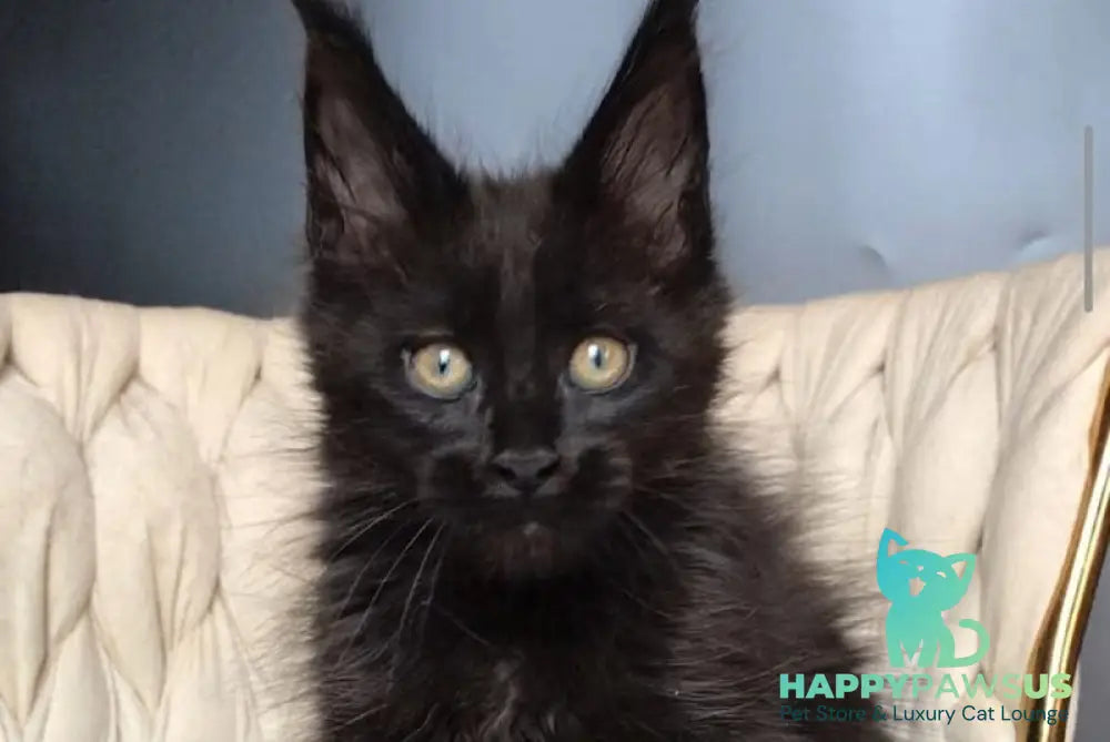 Vlastelina Maine Coon female black - live animals