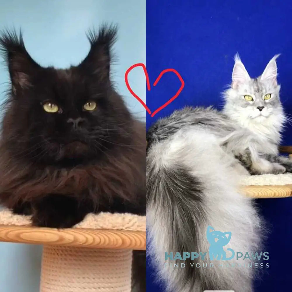 Vlastelina Maine Coon female black - live animals
