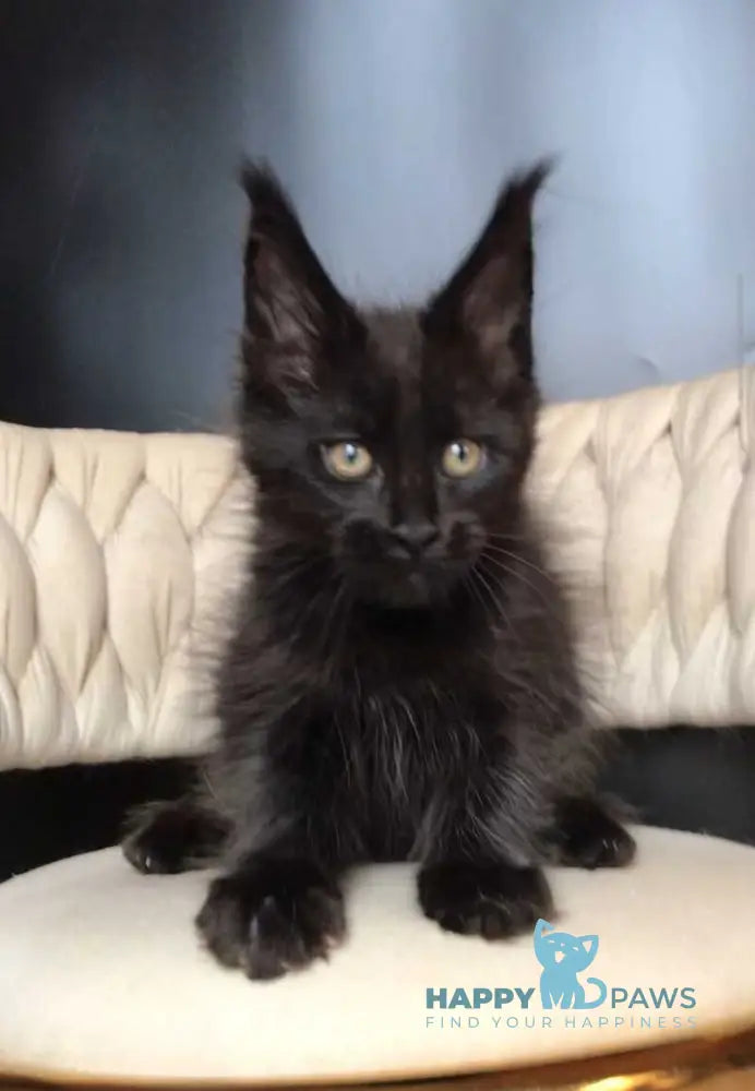 Vlastelina Maine Coon female black - live animals