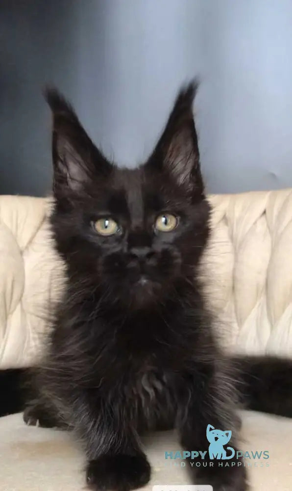 Vlastelina Maine Coon female black - live animals