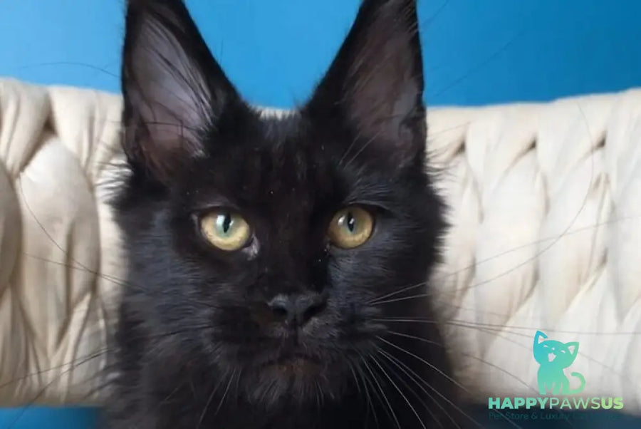 Vlastelina Maine Coon female black - live animals