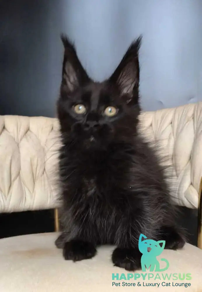 Vlastelina Maine Coon female black - live animals