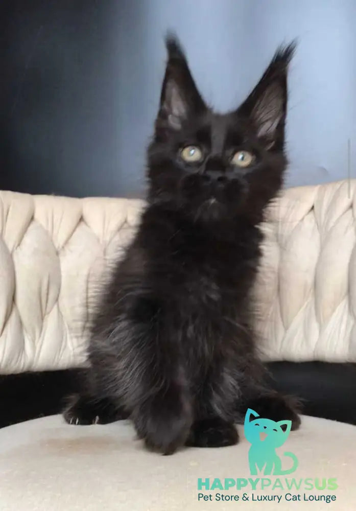 Vlastelina Maine Coon female black - live animals