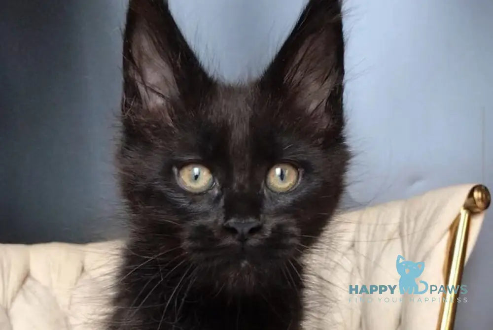 Vlastelina Maine Coon female black - live animals
