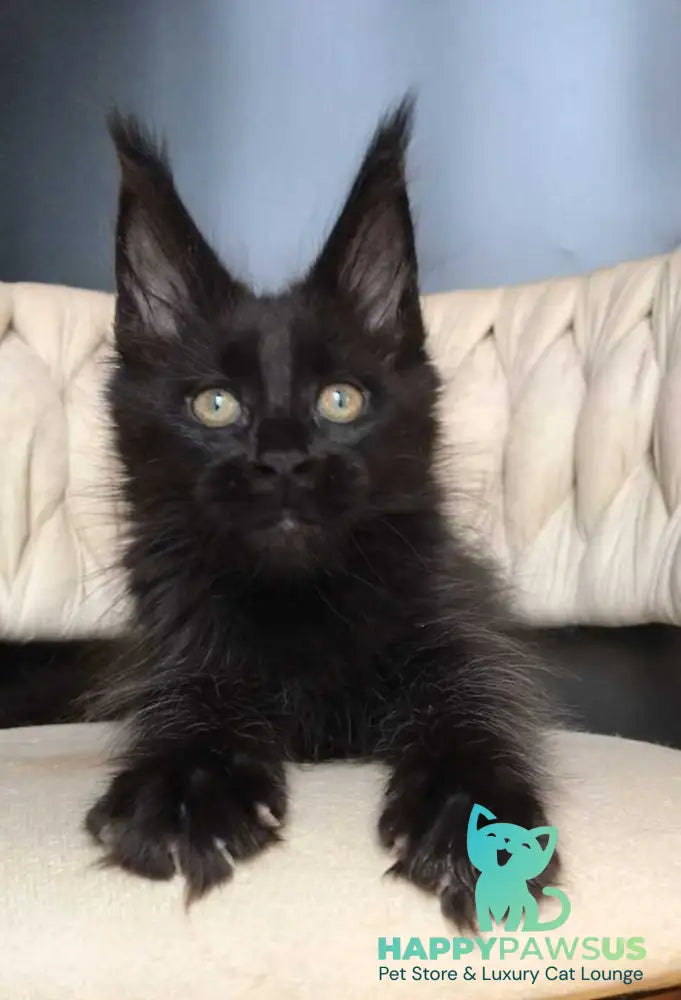 Vlastelina Maine Coon female black - live animals
