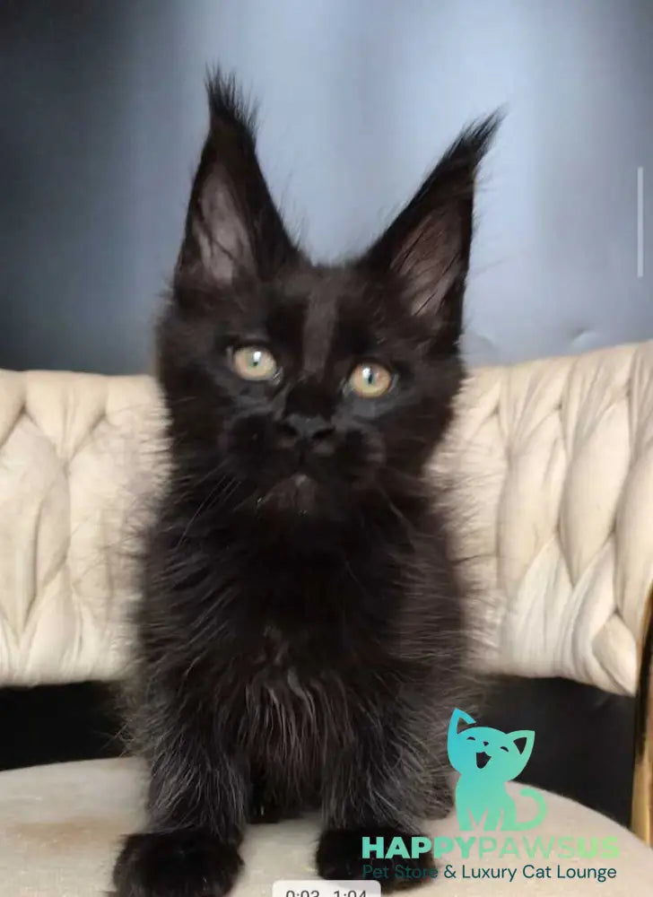 Vlastelina Maine Coon female black - live animals