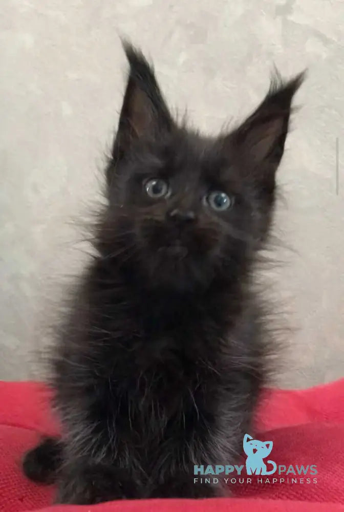 Vlastelina Maine Coon female black - live animals