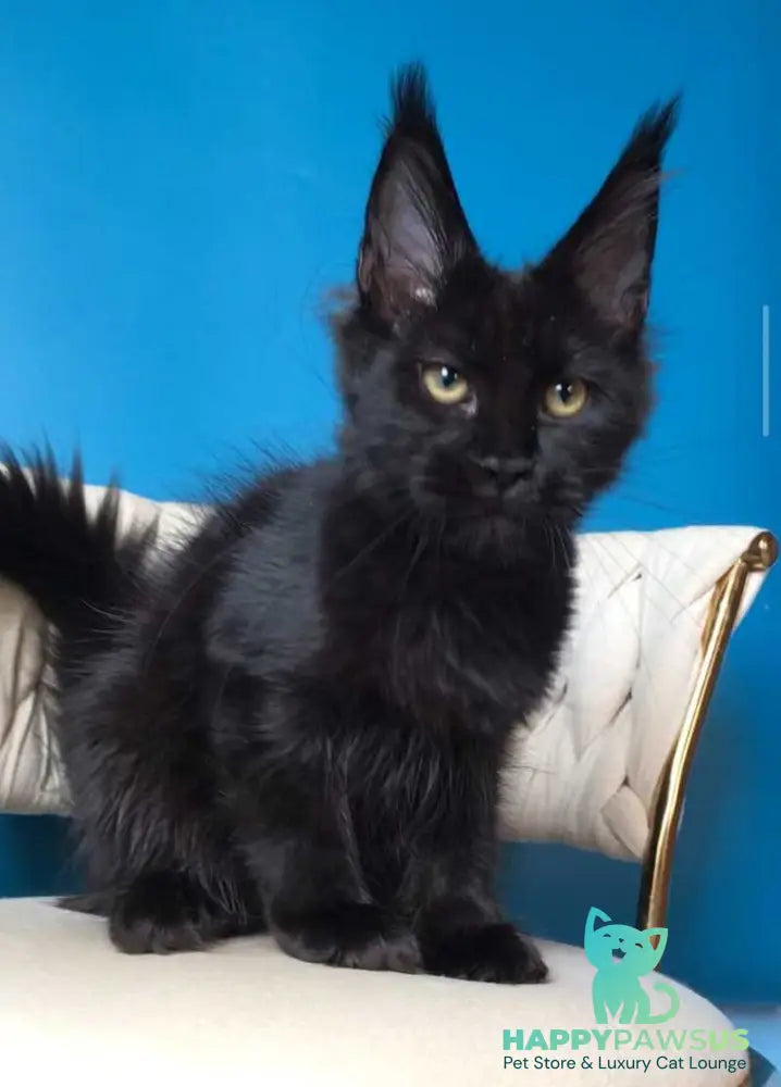 Vlastelina Maine Coon female black - live animals