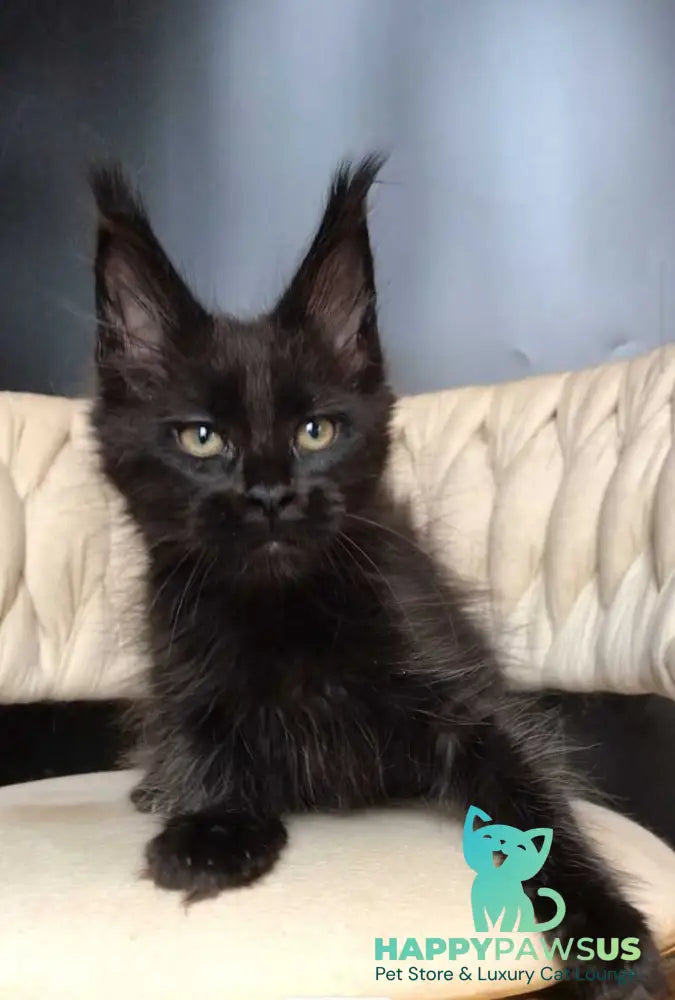 Vlastelina Maine Coon female black - live animals