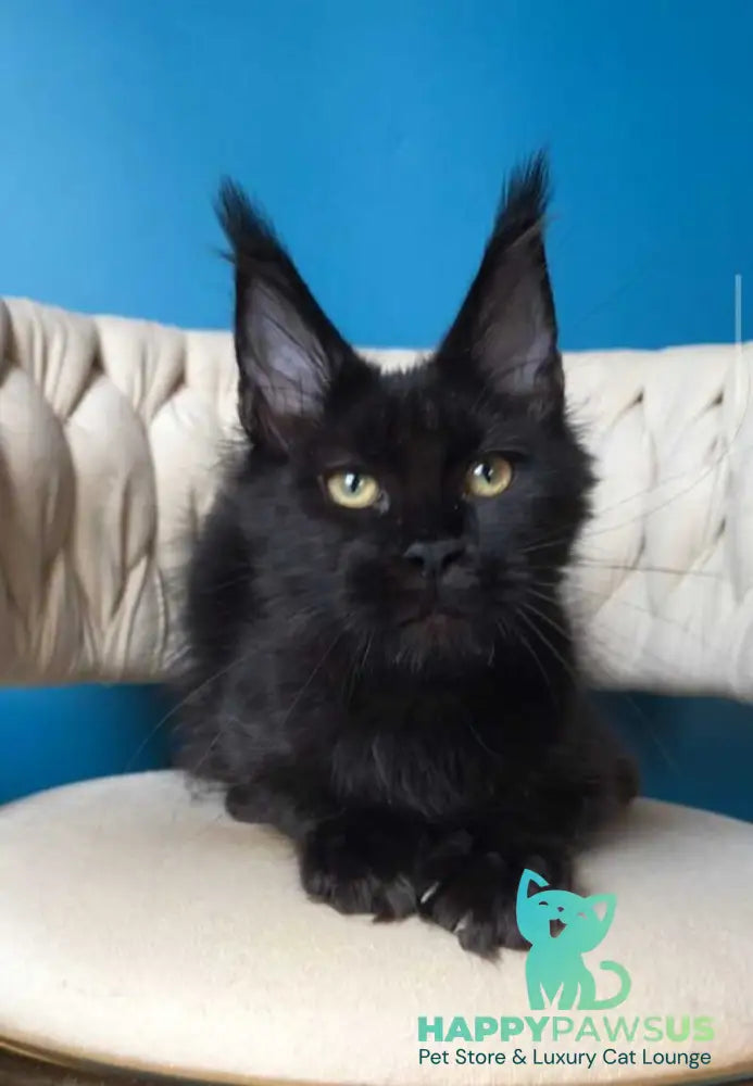 Vlastelina Maine Coon female black - live animals