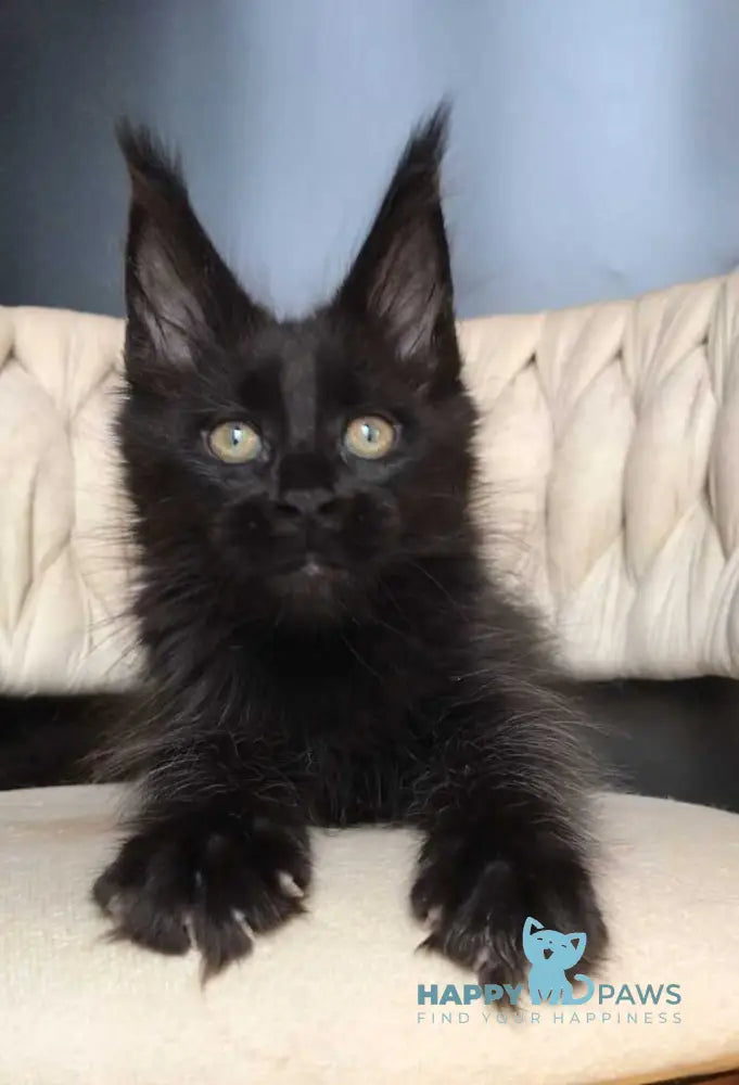 Vlastelina Maine Coon female black - live animals