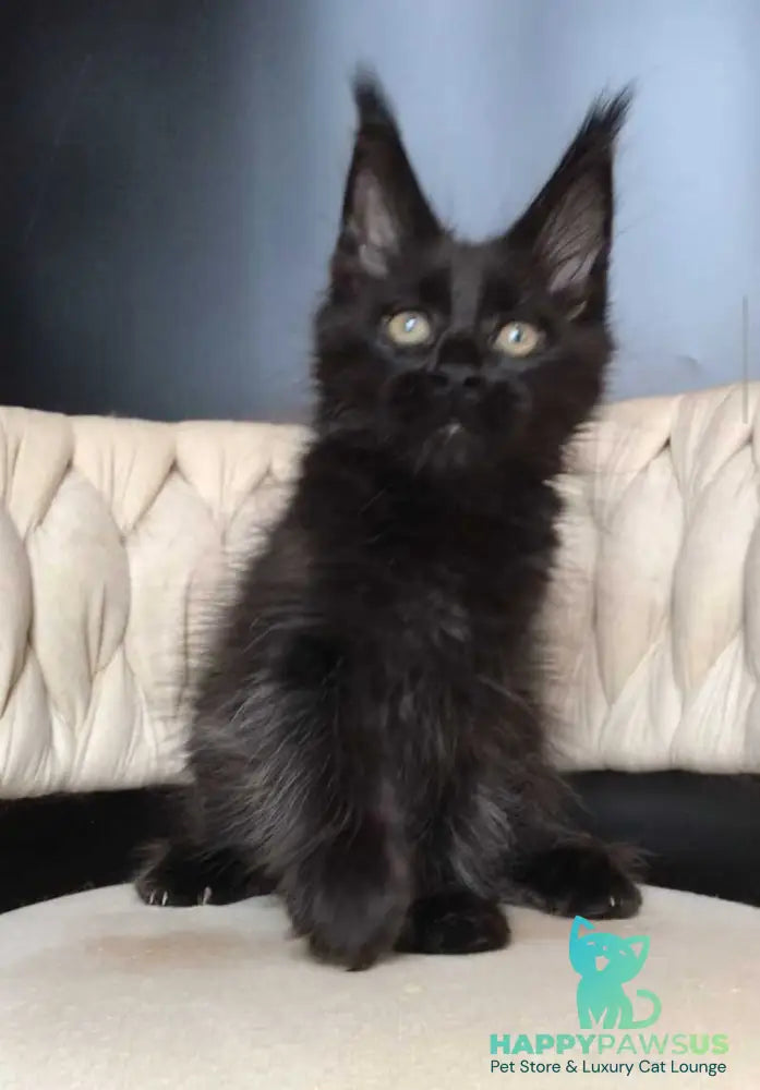 Vlastelina Maine Coon female black - live animals