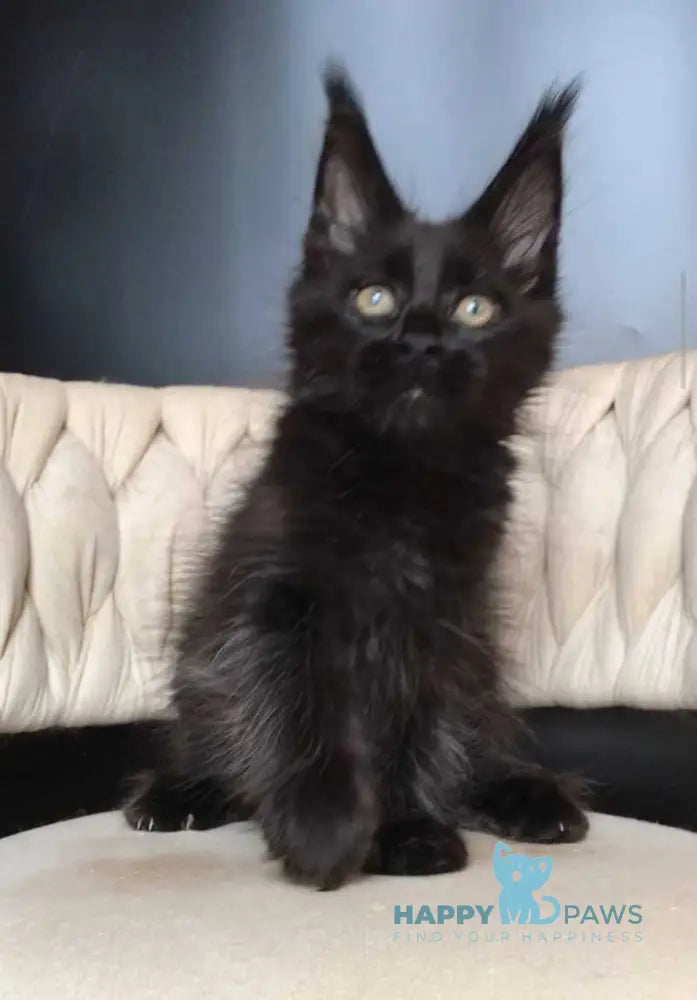 Vlastelina Maine Coon female black - live animals