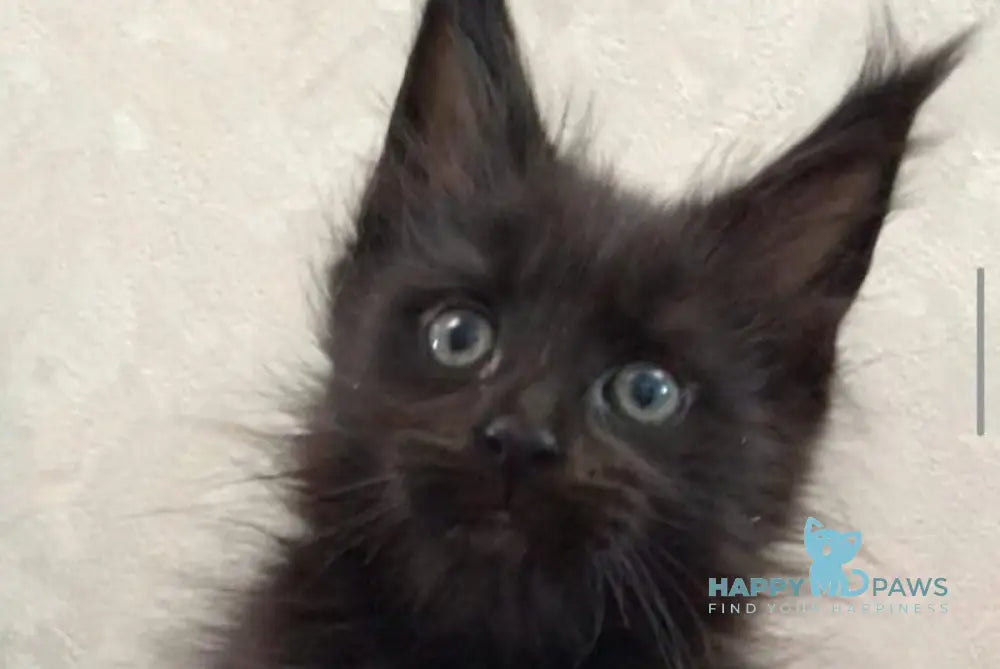 Vlastelina Maine Coon female black - live animals