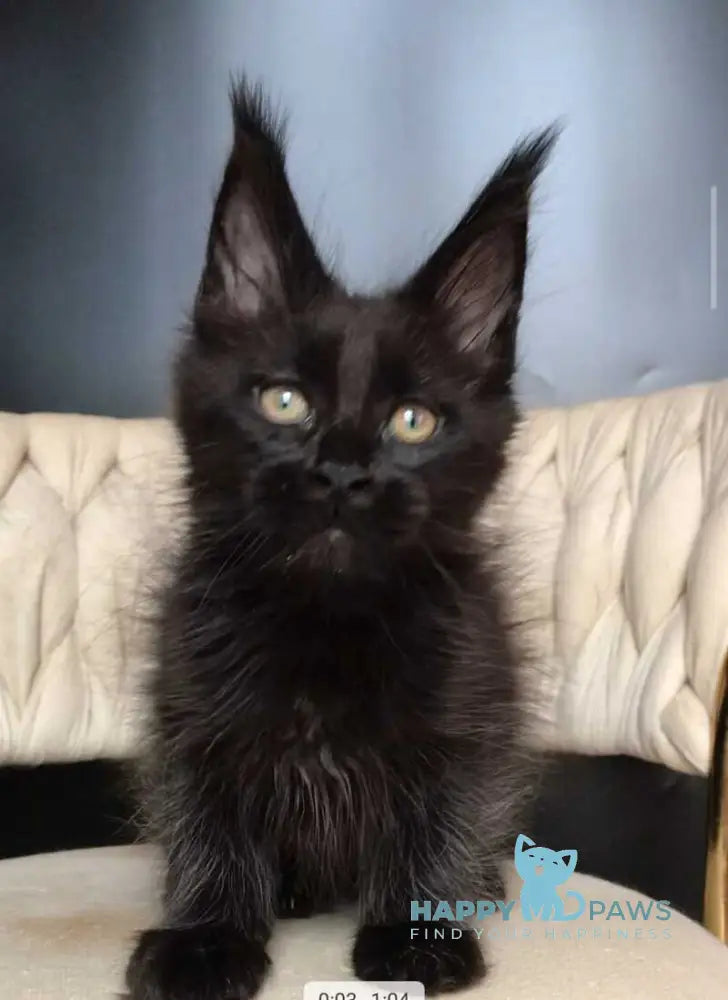 Vlastelina Maine Coon female black - live animals