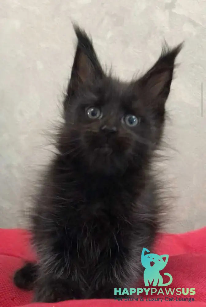 Vlastelina Maine Coon female black - live animals