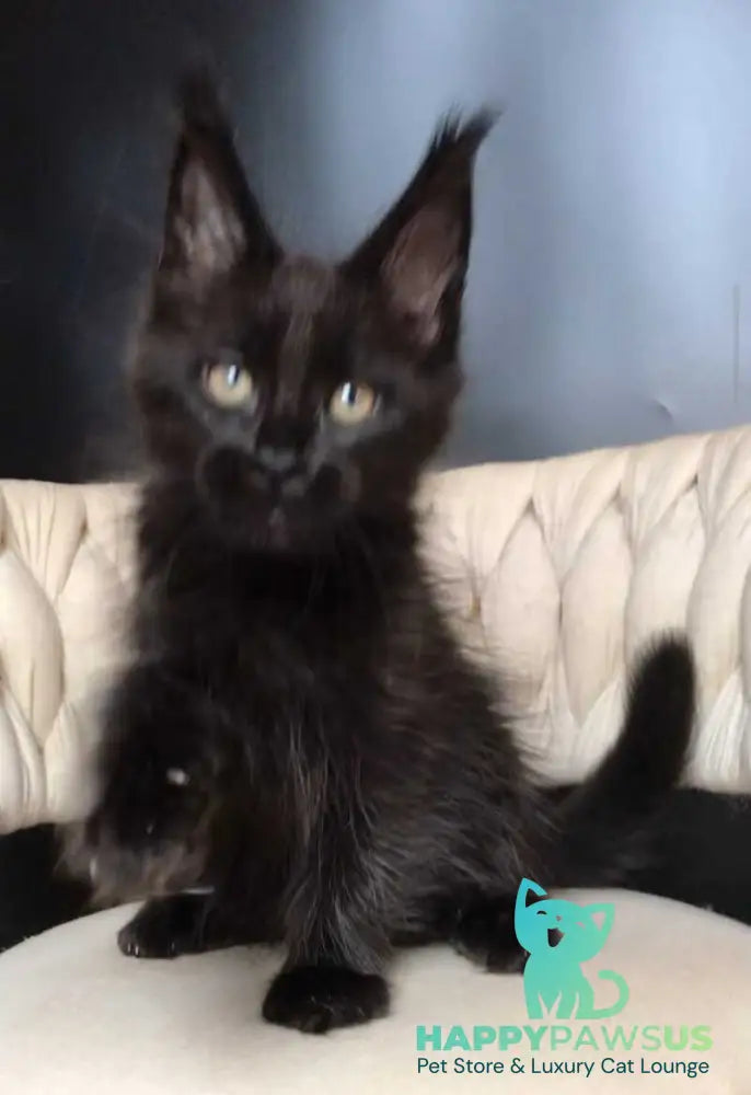 Vlastelina Maine Coon female black - live animals