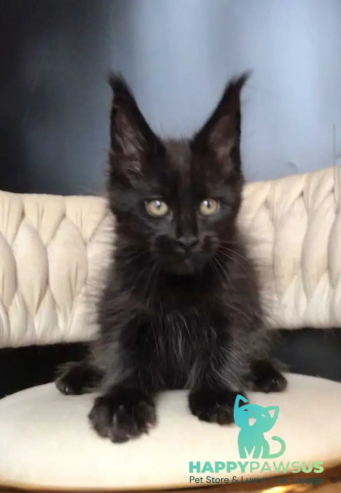Vlastelina Maine Coon female black - live animals