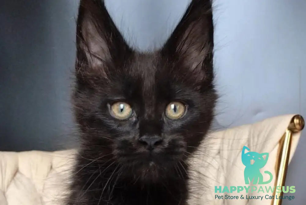 Vlastelina Maine Coon female black - live animals