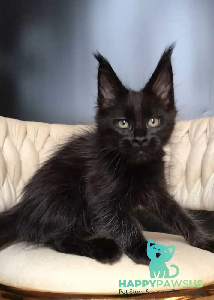 Vlastelina Maine Coon female black - live animals