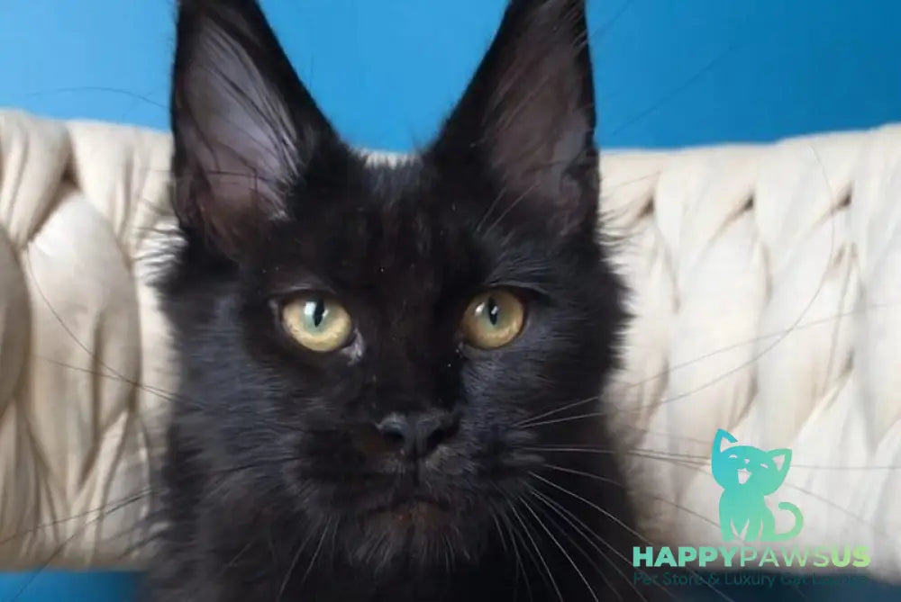 Vlastelina Maine Coon female black - live animals