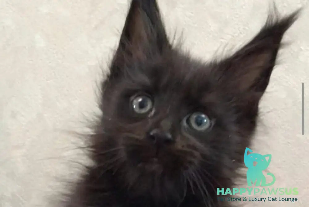 Vlastelina Maine Coon female black - live animals