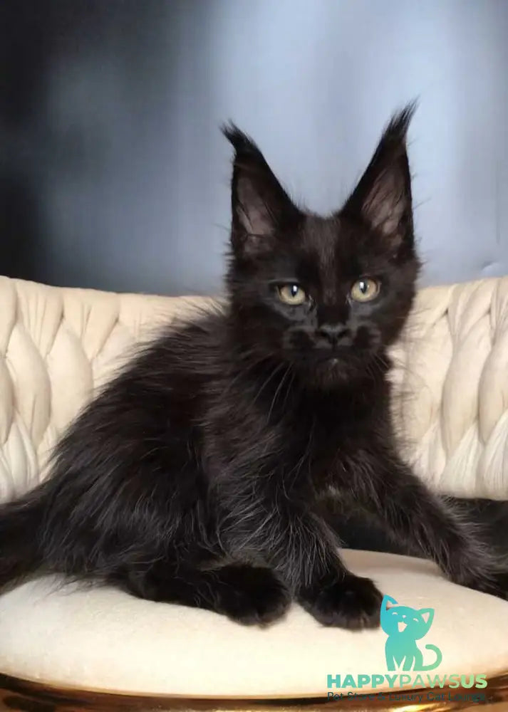 Vlastelina Maine Coon female black - live animals