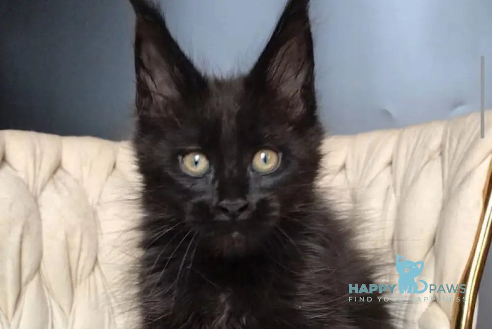 Vlastelina Maine Coon female black - live animals