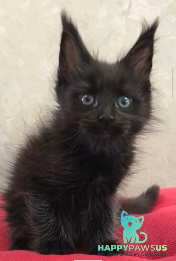 Vlastelina Maine Coon female black - live animals