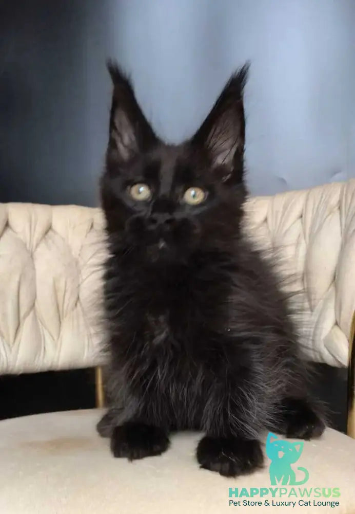Vlastelina Maine Coon female black - live animals