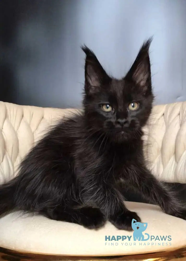 Vlastelina Maine Coon female black - live animals