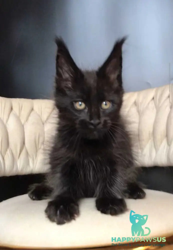 Vlastelina Maine Coon female black - live animals