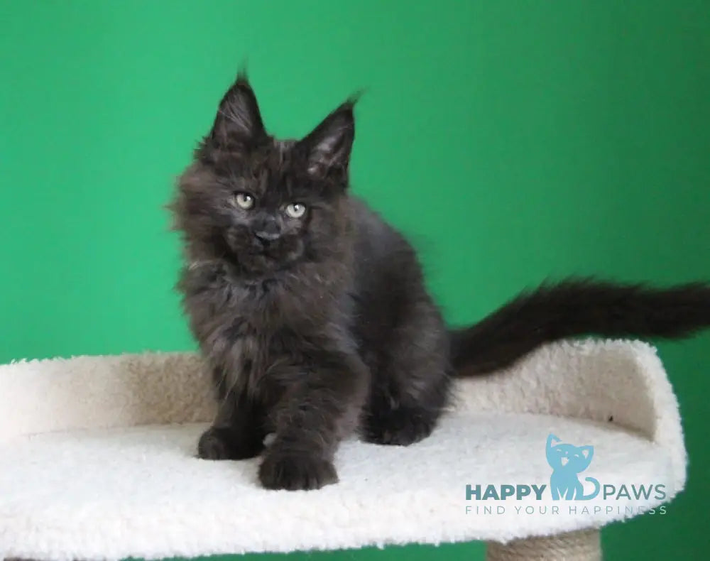 Voevod Maine Coon male black smoke live animals