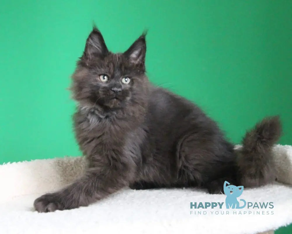 Voevod Maine Coon male black smoke live animals