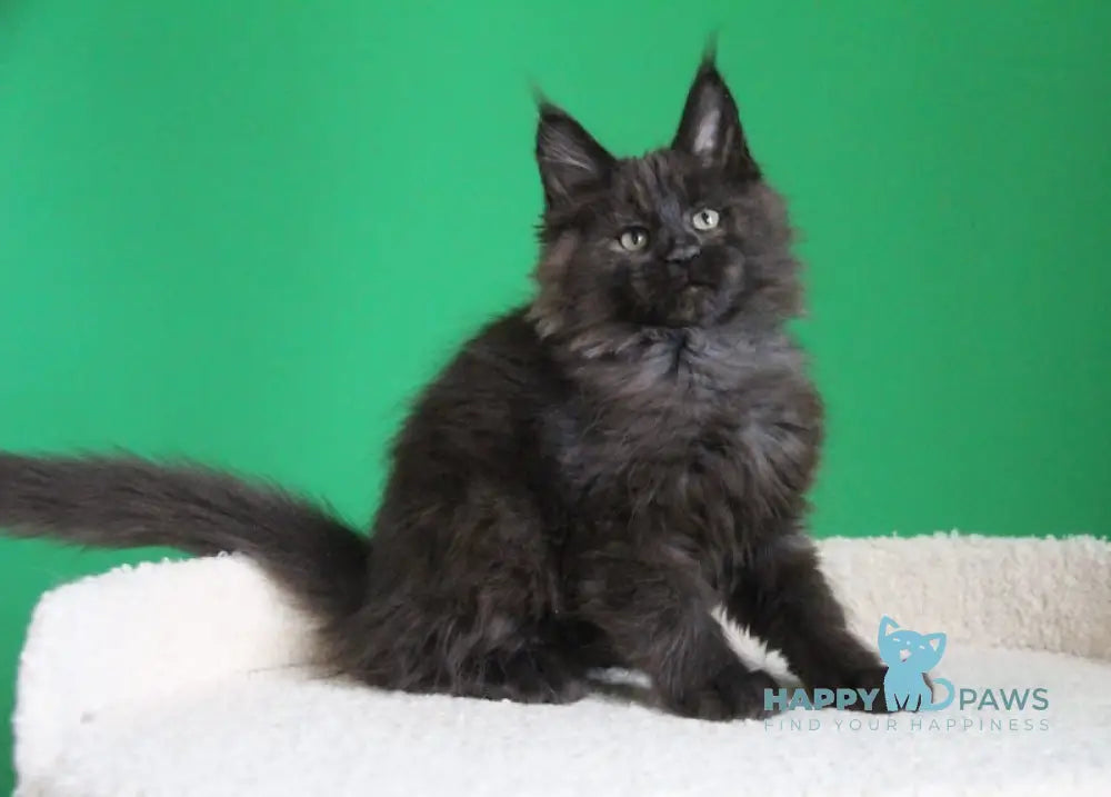 Voevod Maine Coon male black smoke live animals