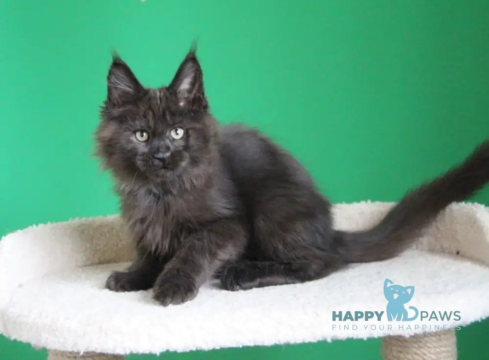 Voevod Maine Coon male black smoke live animals
