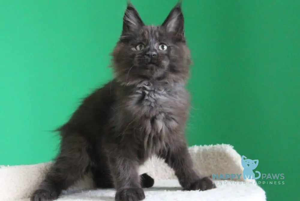 Voevod Maine Coon male black smoke live animals