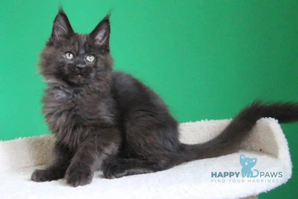 Voevod Maine Coon male black smoke live animals