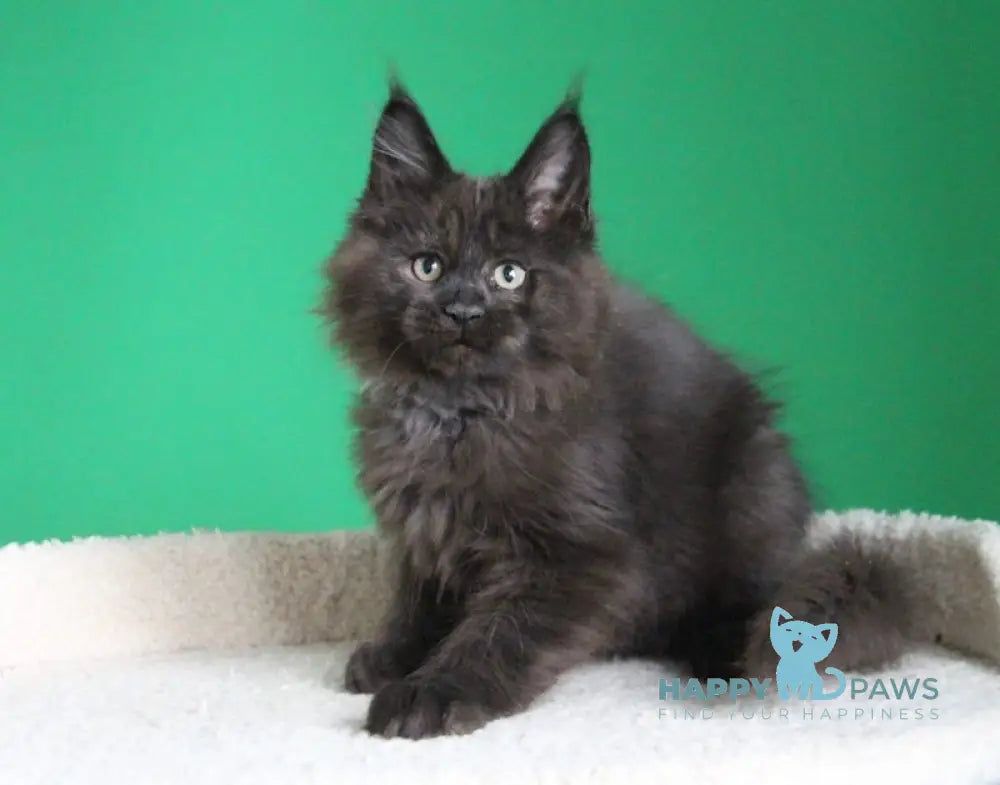 Voevod Maine Coon male black smoke live animals