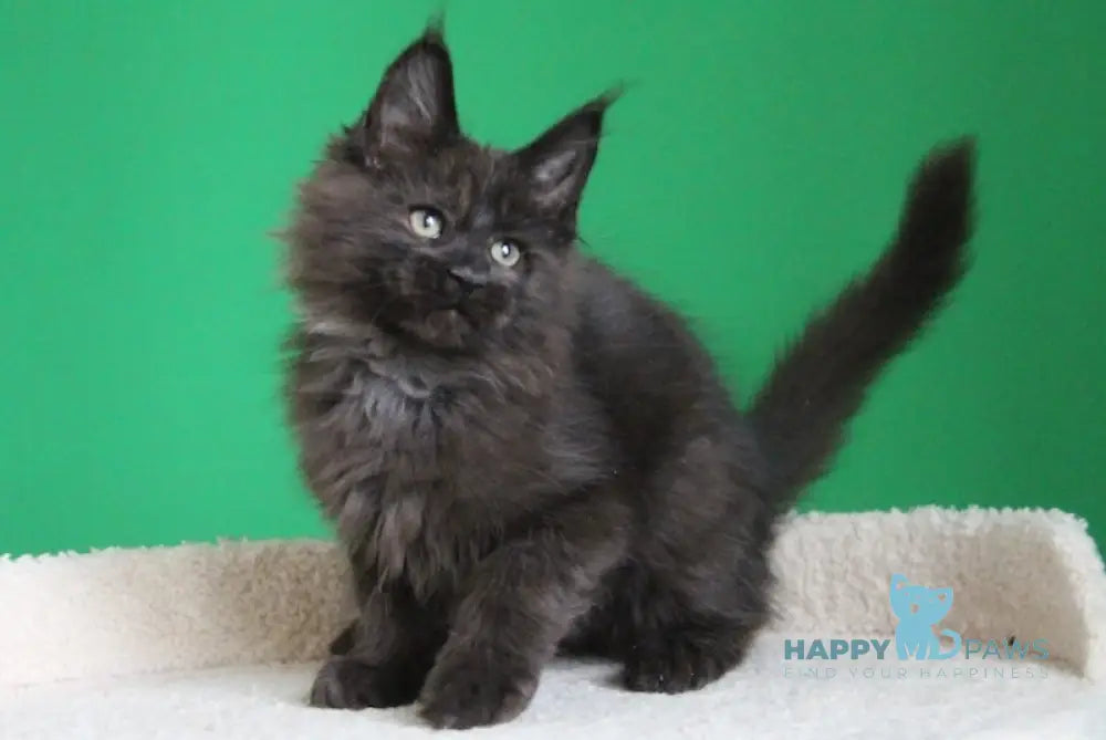 Voevod Maine Coon male black smoke live animals