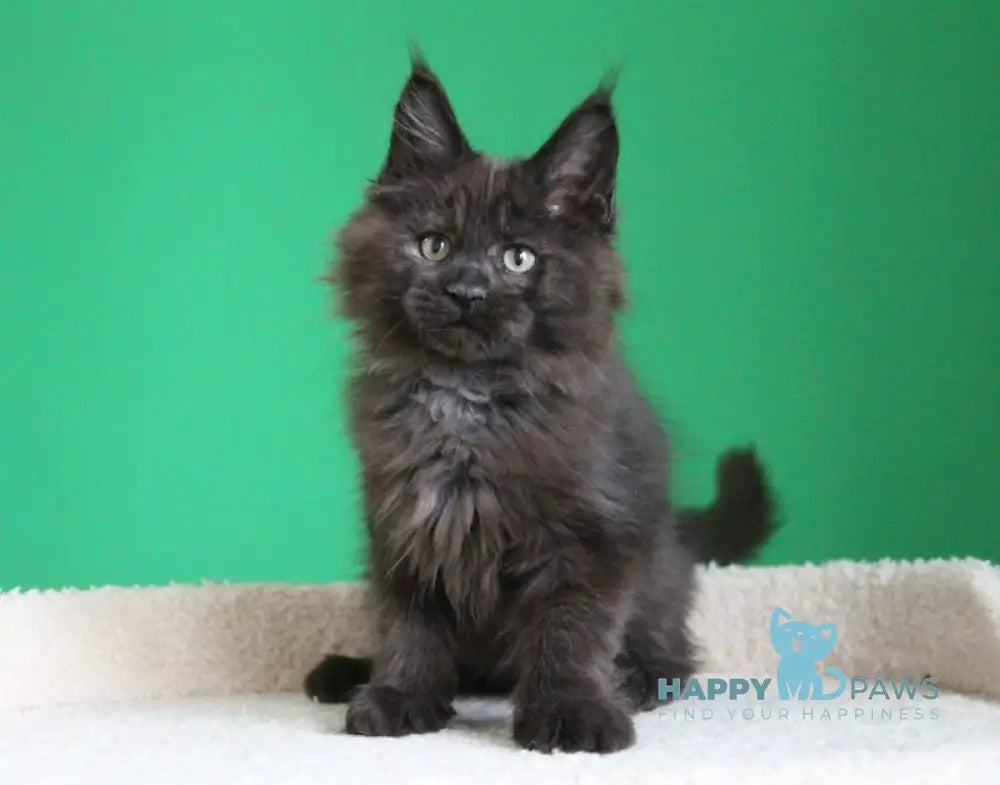 Voevod Maine Coon male black smoke live animals