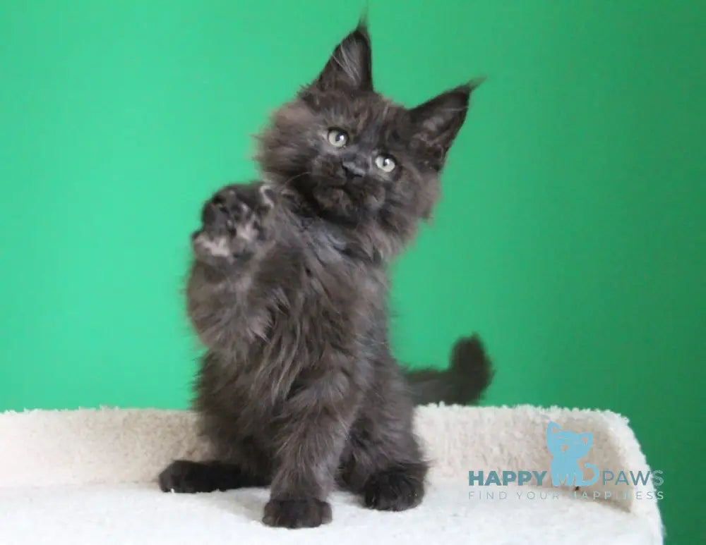 Voevod Maine Coon male black smoke live animals
