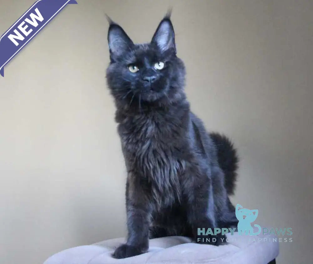 Voevoda Maine Coon male black live animals