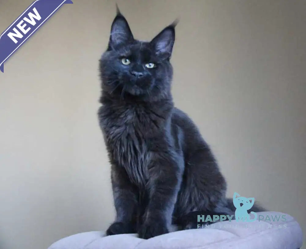 Voevoda Maine Coon male black live animals