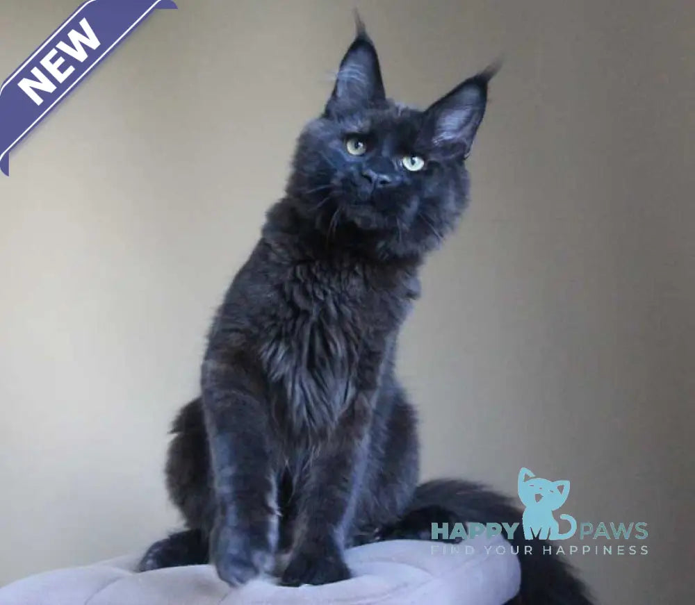 Voevoda Maine Coon male black live animals