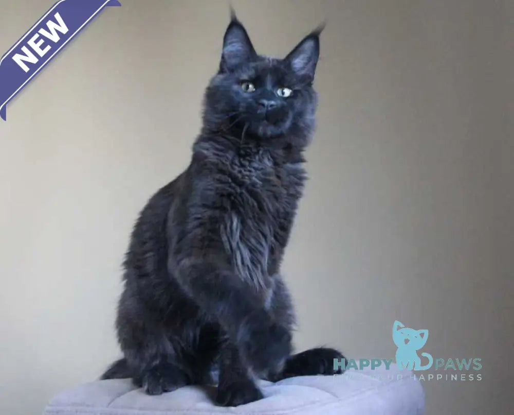 Voevoda Maine Coon male black live animals