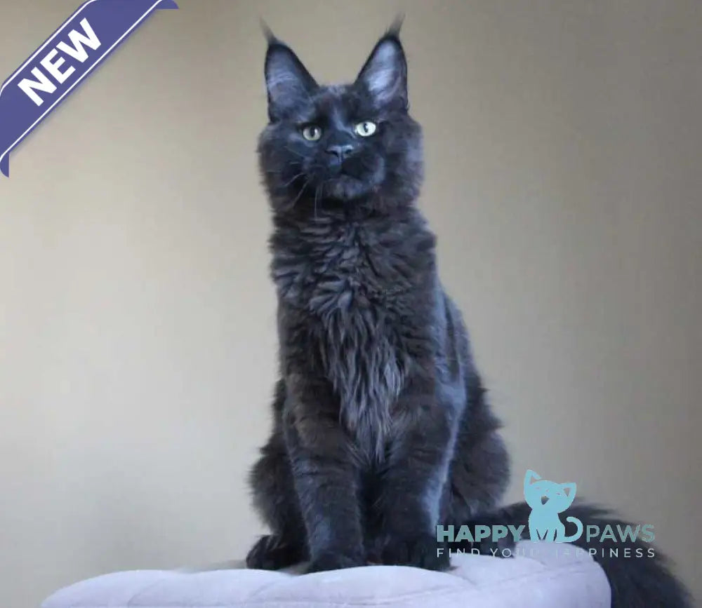 Voevoda Maine Coon male black live animals