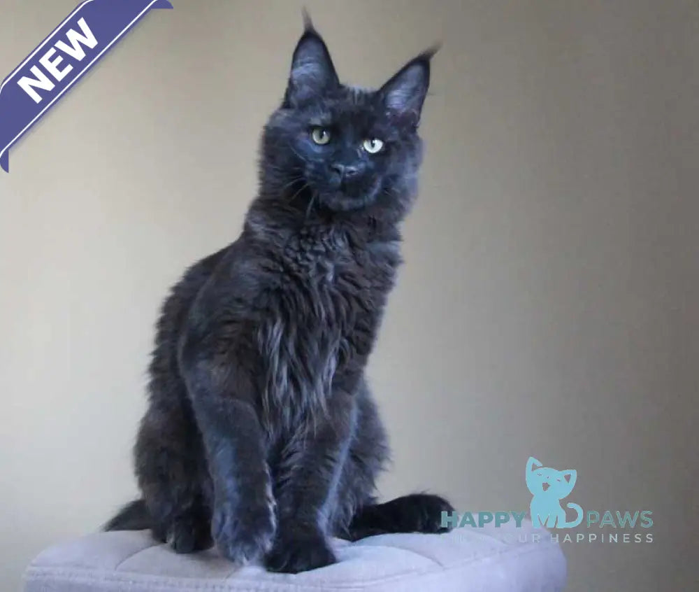 Voevoda Maine Coon male black live animals