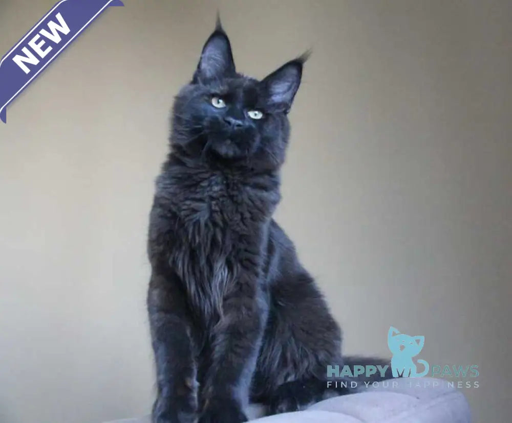 Voevoda Maine Coon male black live animals
