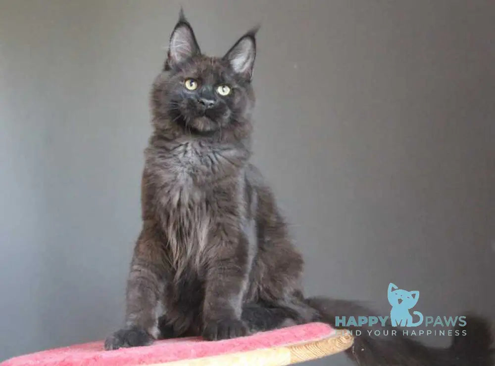 Voevoda Maine Coon male black silver live animals
